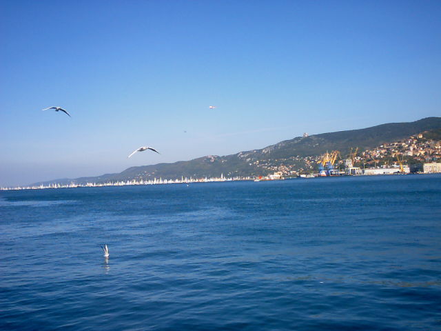 Vedi immagine