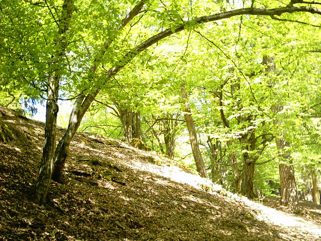 Vedi immagine