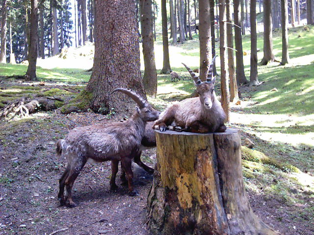 Vedi immagine